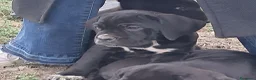 Cane Corso cani in vendita: Spettacolari cuccioli di Cane Corso  - Annuncio 20