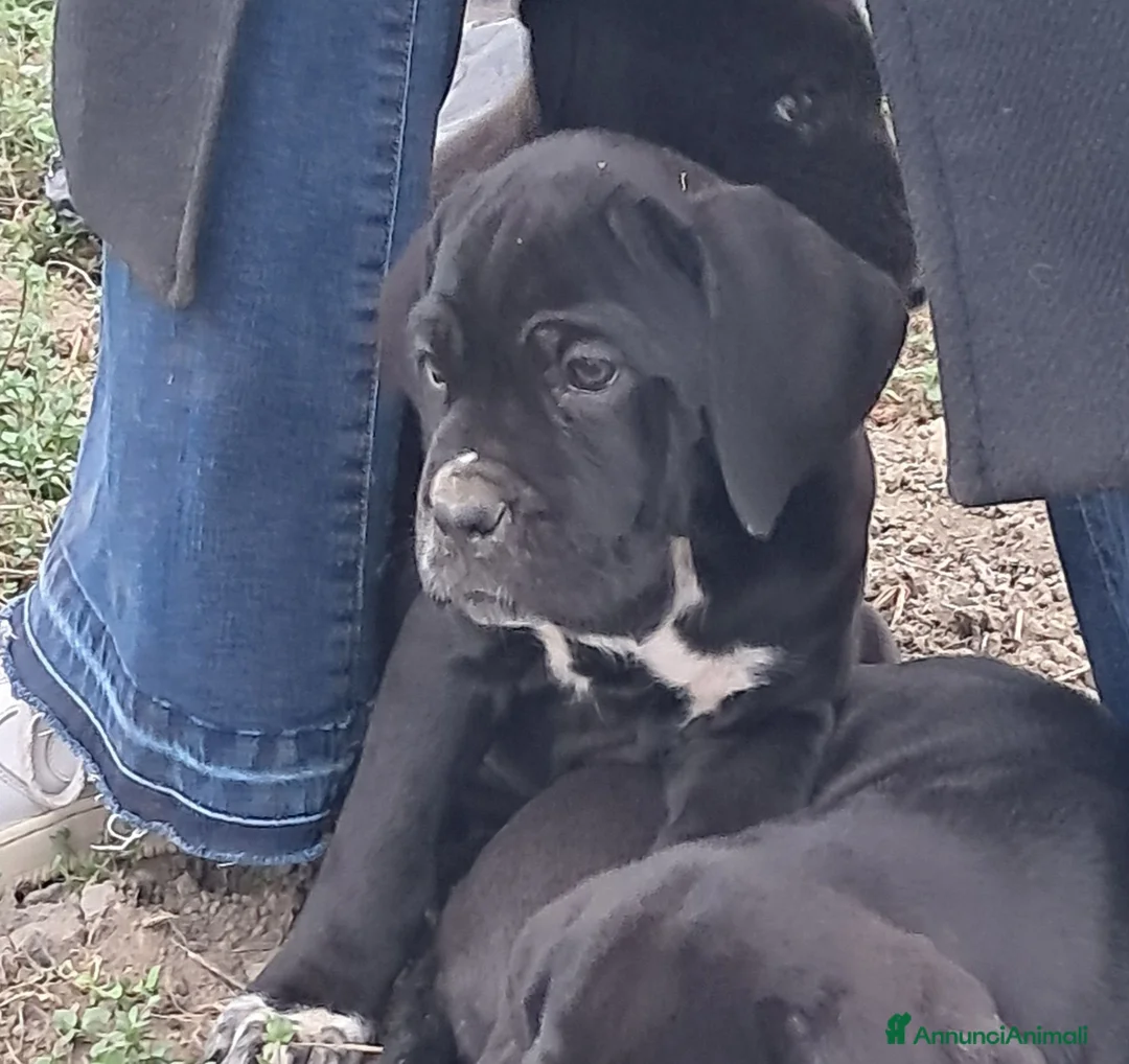 Cane Corso cani in vendita: Spettacolari cuccioli di Cane Corso  - Annuncio 20