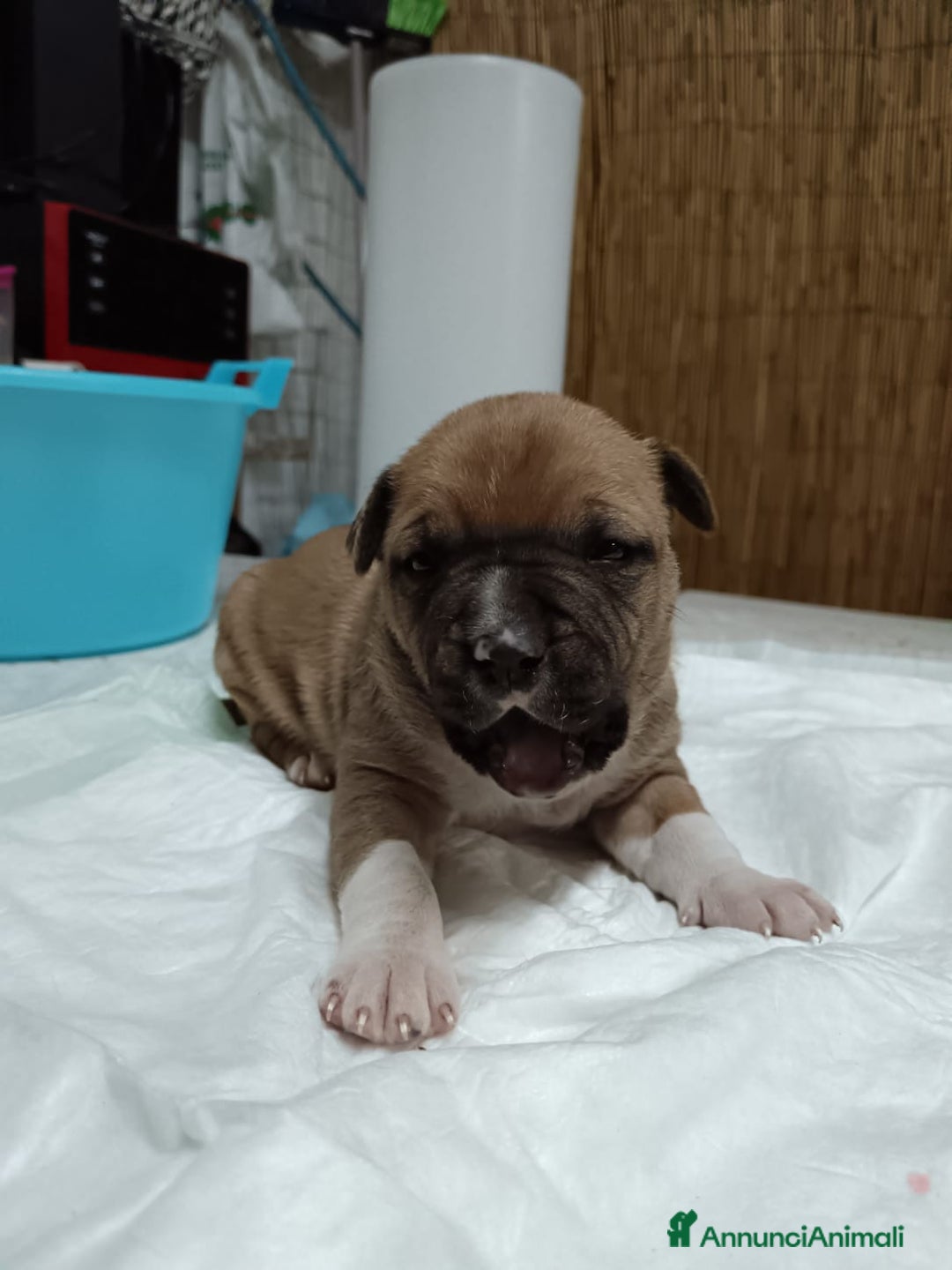 American Staffordshire cani in vendita: America Staffordshire terrier - Annuncio 20