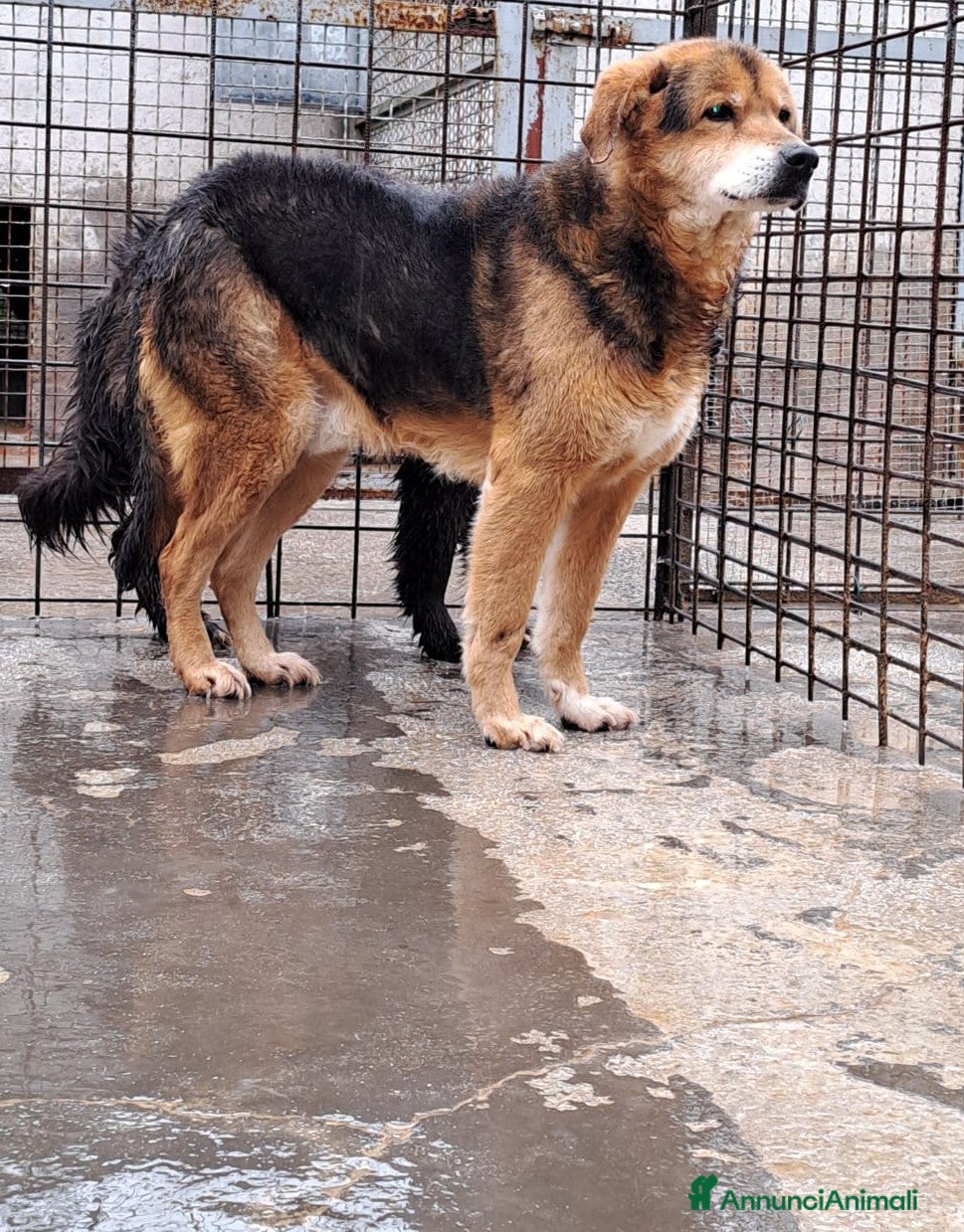 Altre razze cani Orsetto, taglia medio-contenuta, buono, dolce a Città metropolitana di Roma Capitale - Annuncio 26