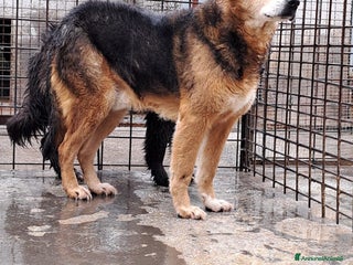 Altre razze cani Orsetto, taglia medio-contenuta, buono, dolce a Città metropolitana di Roma Capitale - Annuncio 18