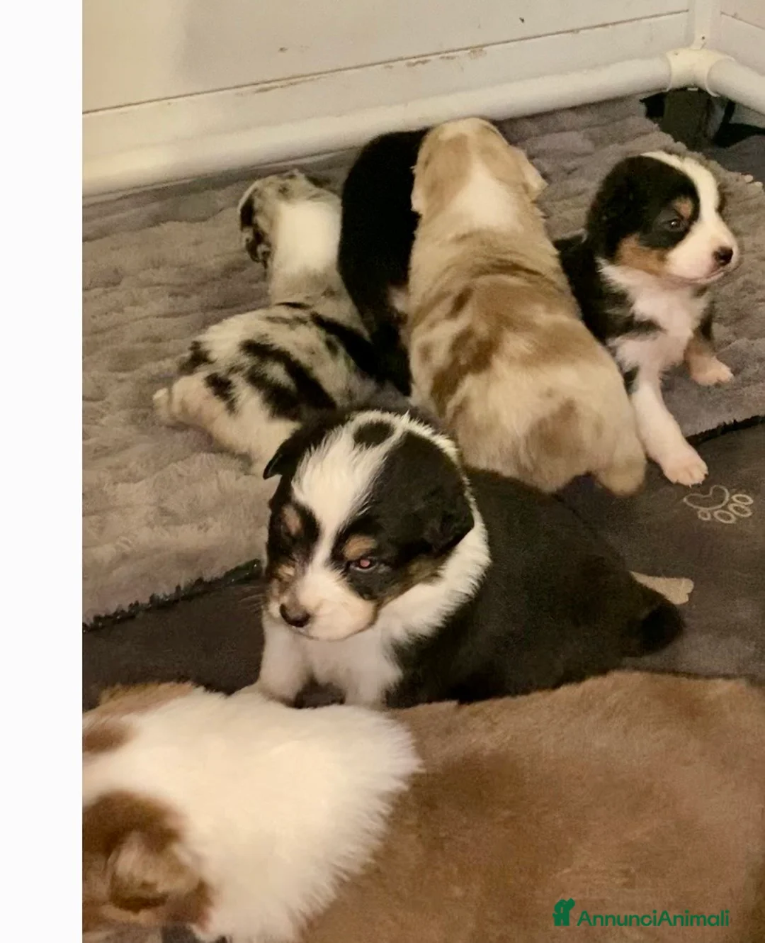 Australian Shepherd cani in vendita: Australian Shepherd pastore Australiano cuccioli - Annuncio 3