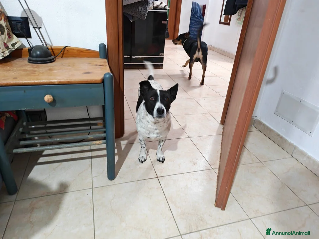 Meticcio cani in regalo: Jessy: simpatica nonnina cerca nuova famiglialia  - Annuncio 2