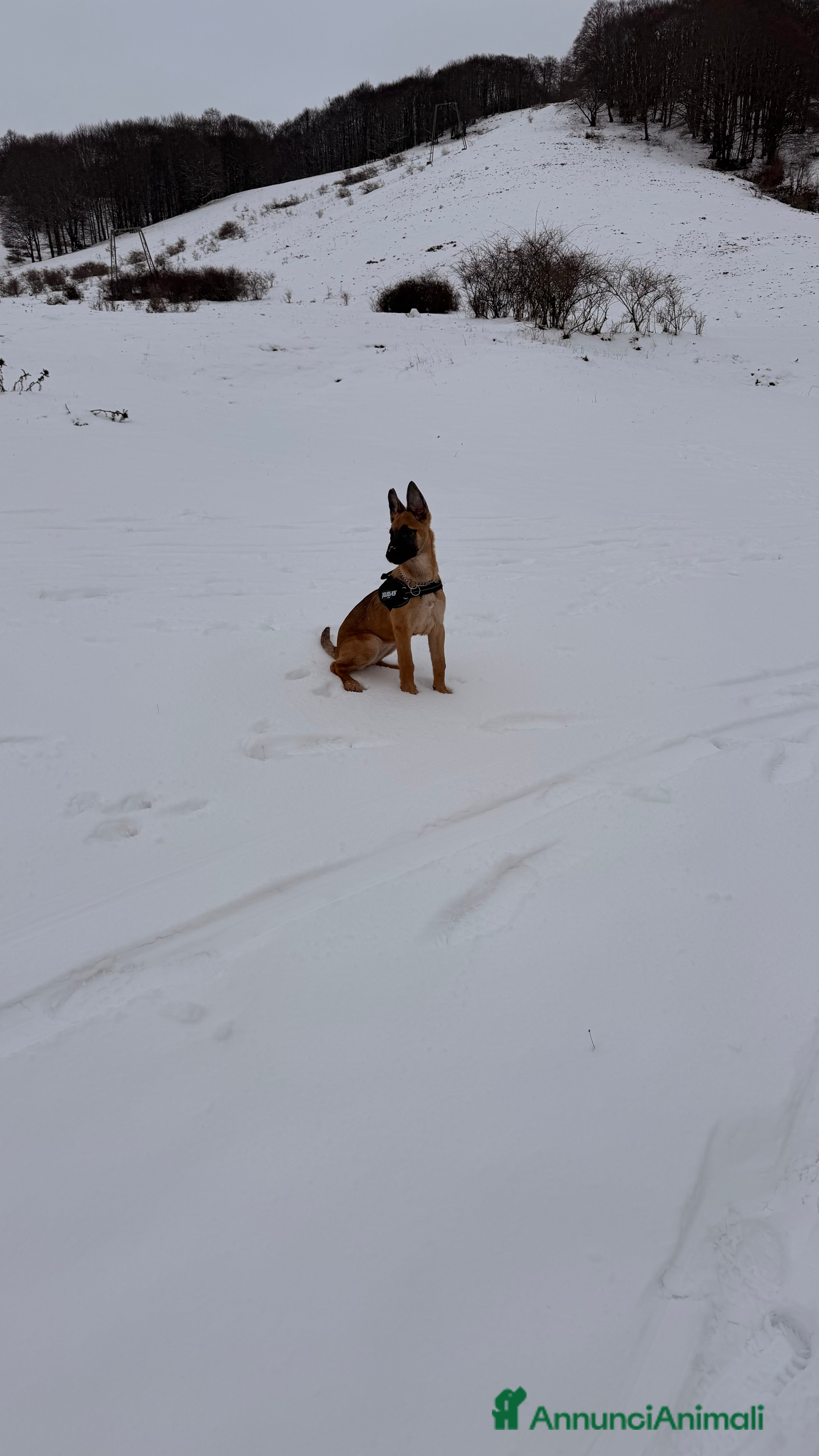 Pastore Belga cani Pastore belga malinois - Annuncio 2