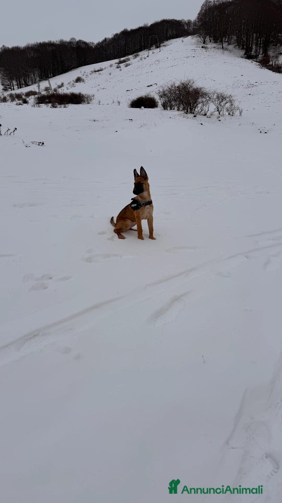 Pastore Belga cani in vendita: Pastore belga malinois - Annuncio 1