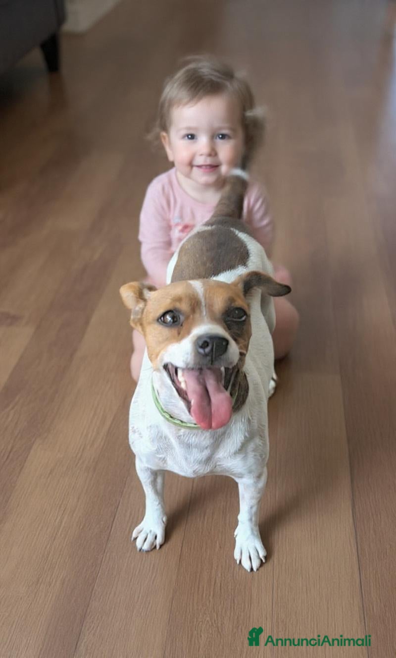 Meticcio cani in regalo: Raul tg piccola - Annuncio 14