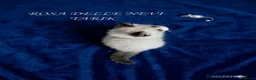 Ragdoll gatti in vendita: Cucciolo seal point bicolour - Annuncio 2