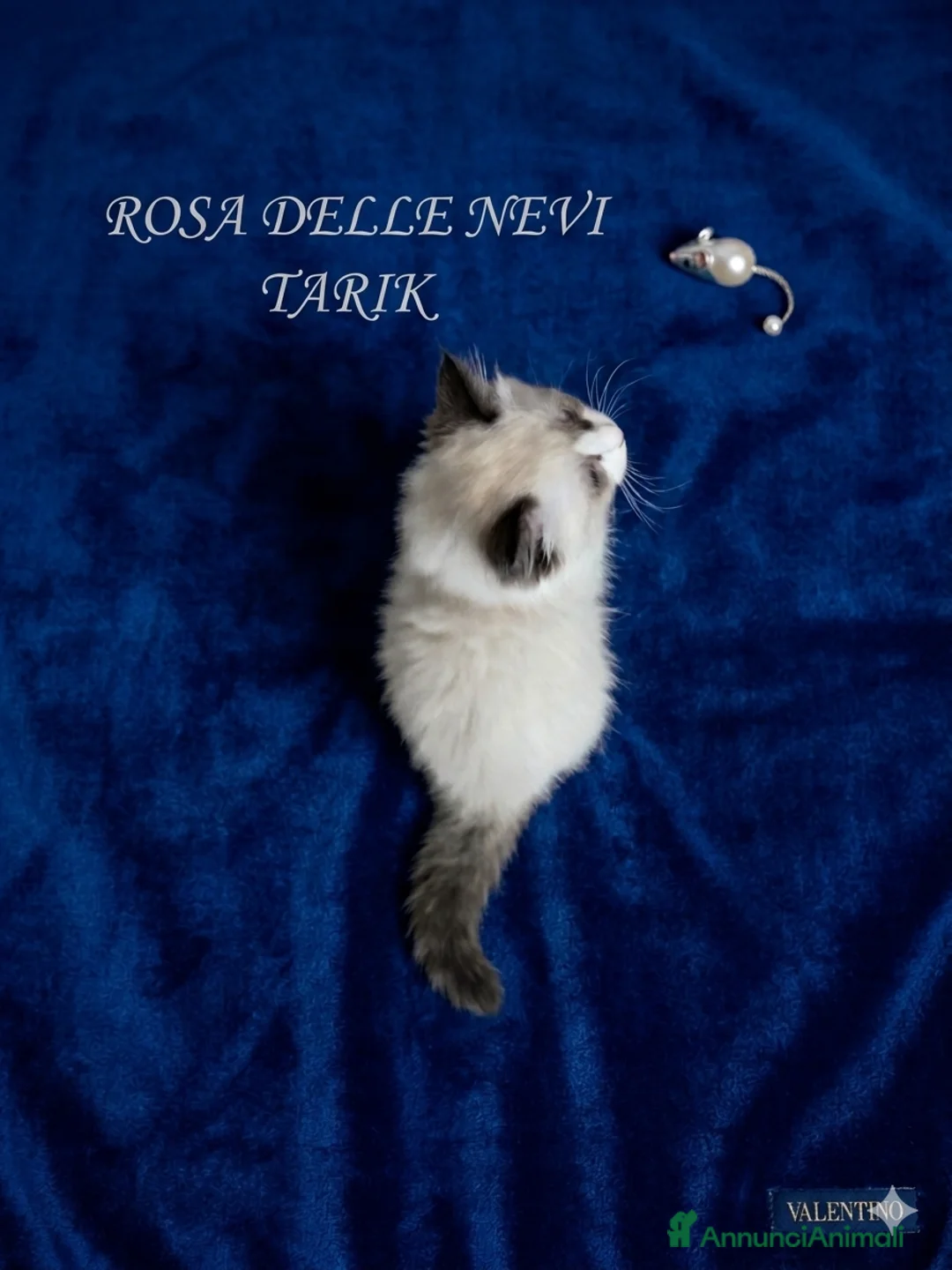 Ragdoll gatti in vendita: Cucciolo seal point bicolour - Annuncio 2