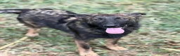 Meticcio cani in regalo: ERNAD, pastorino allegro e dolcissimo! TG MEDIA - Annuncio 7