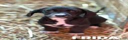 Meticcio cani in regalo: 8 super CUCCIOLI tg PICCOLA cercano amore! - Annuncio 6