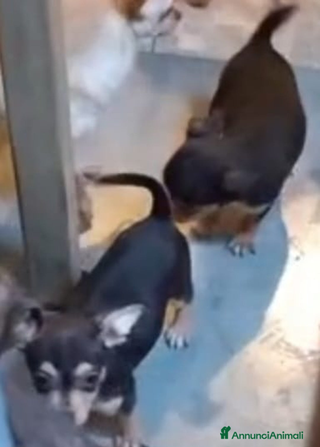 Pinscher Tedesco cani in vendita: Vendo - Immagine 3
