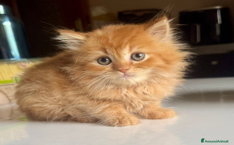 Persiano gatti in vendita a Provincia di Reggio Emilia - Annuncio 1