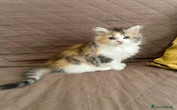 Persiano gatti in vendita: Gattine persiane normotipo  a Provincia di Reggio Emilia - Immagine 29