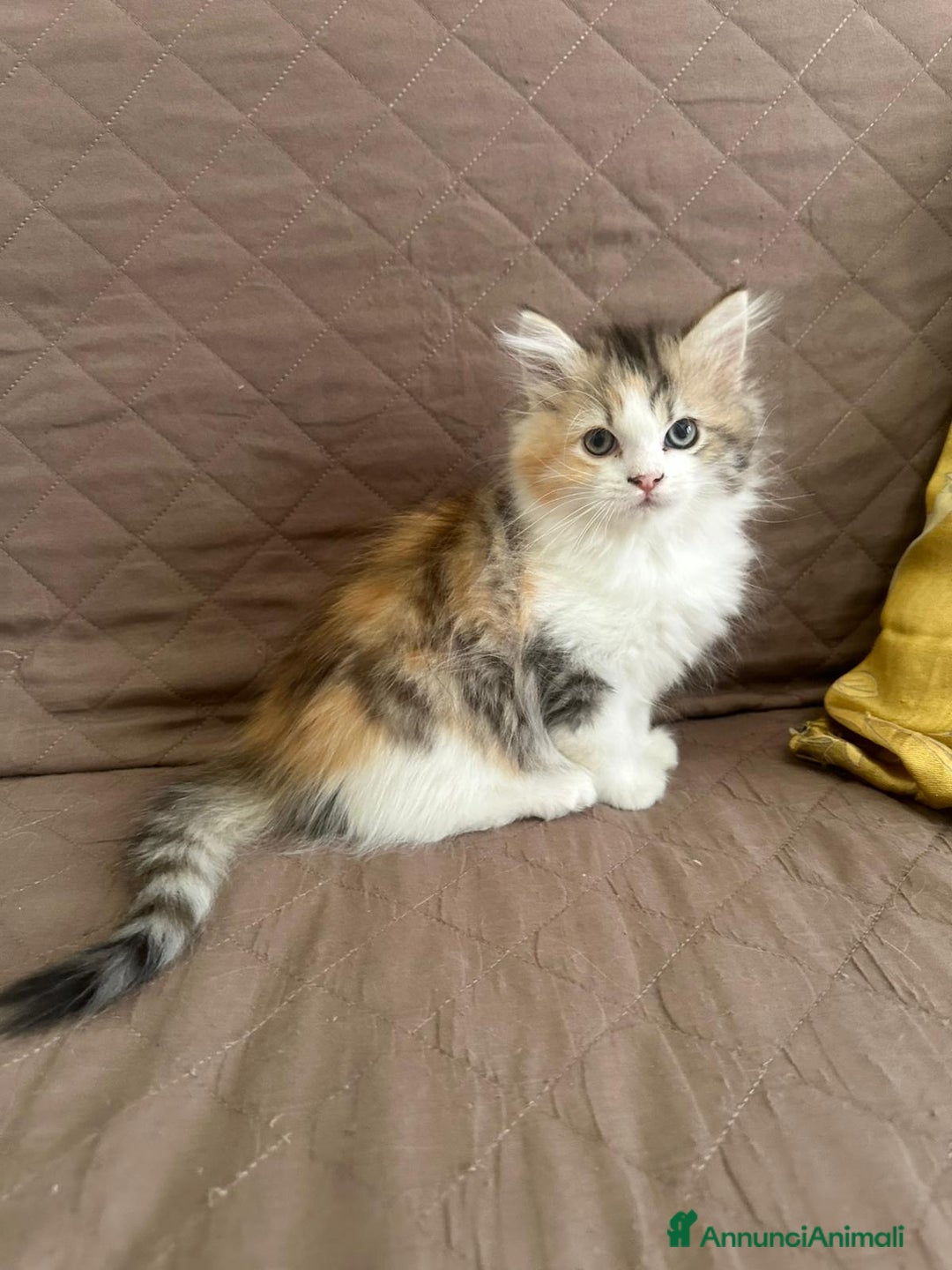 Persiano gatti in vendita: Gattine persiane normotipo  a Provincia di Reggio Emilia - Immagine 29