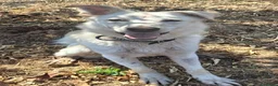 Meticcio cani in regalo: LUNA 🩷 un vulcano di amore e allegria!  😍 a Provincia di Treviso - Annuncio 12
