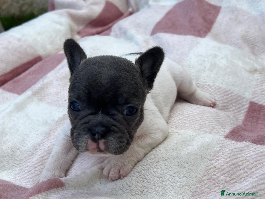 Bulldog Francese cani in vendita: Cuccioli bulldog francese esotici blu - Annuncio 12