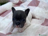 Bulldog Francese Cucciolo 6