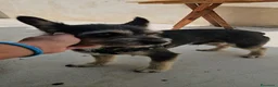 Meticcio cani in regalo: Bueno: taglia piccola, dolce e socievole  - Annuncio 9