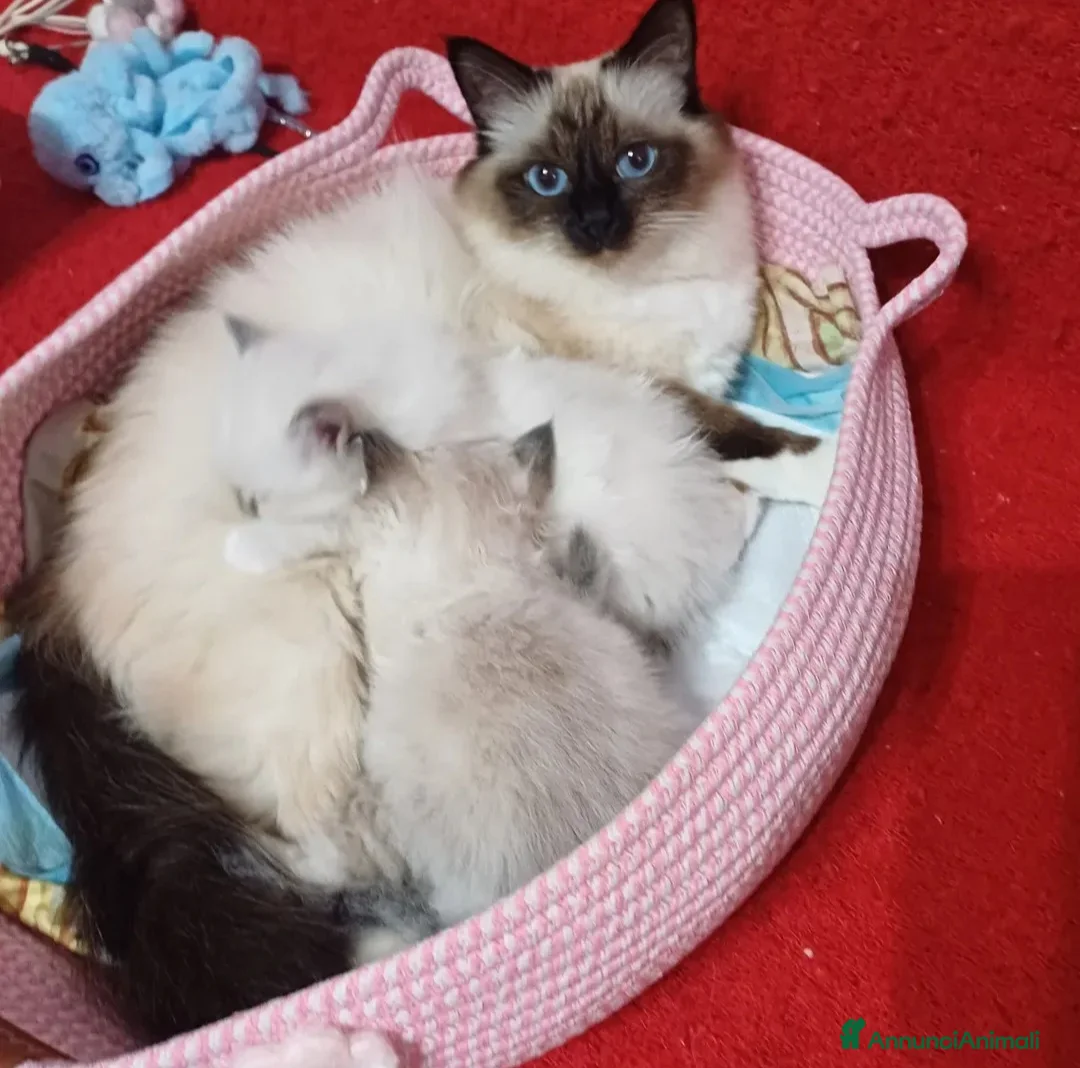 Sacro di Birmania gatti in vendita: Sacro di birmania  - Annuncio 5
