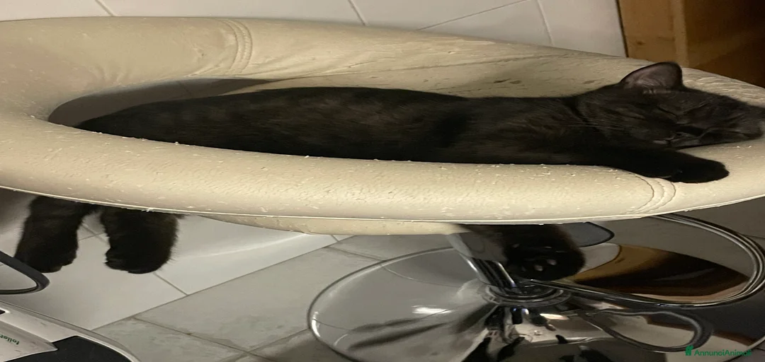 Immagine della galleria {{count}}