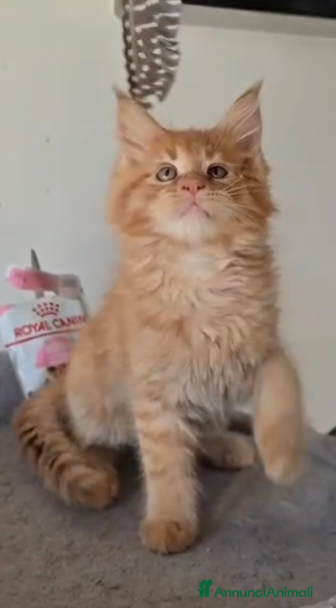 Maine Coon gatti in vendita: Maine coon maschietto Red pedigree Afef  - Annuncio 1