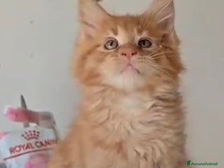 Maine Coon gatti Maine coon maschietto Red pedigree Afef - Annuncio 1