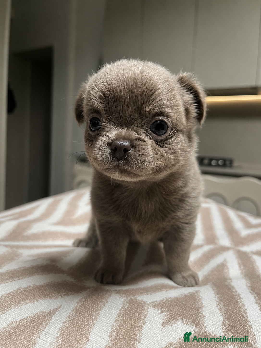 Chihuahua cani Cuccioli Maschi Chihuahua - Annuncio 6