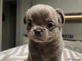 Chihuahua cani Cuccioli Maschi Chihuahua - Annuncio 6