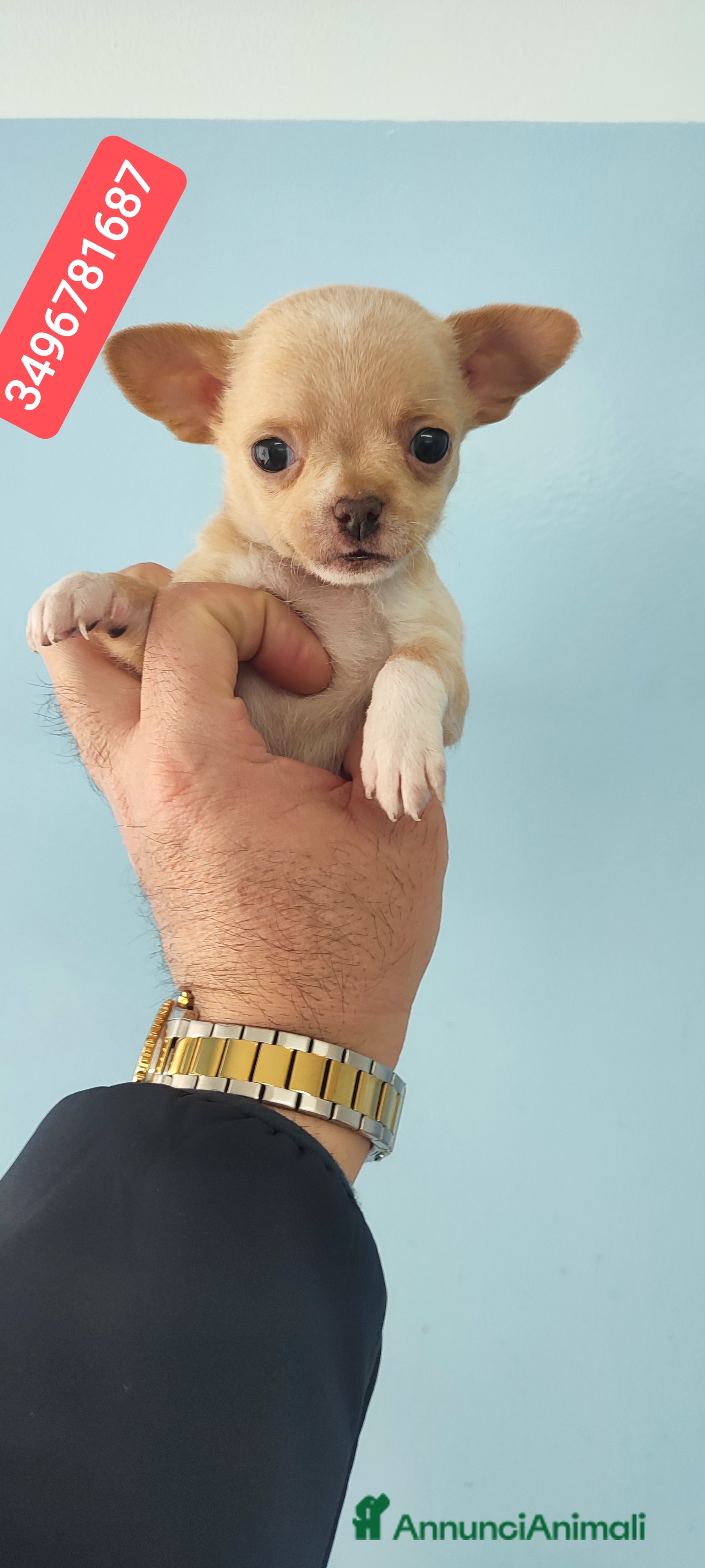 Chihuahua cani CHIHUAHUA cucciolino tenerotto - Annuncio 4