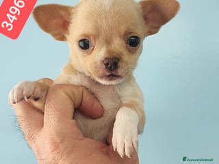 Chihuahua cani CHIHUAHUA cucciolino tenerotto - Annuncio 4