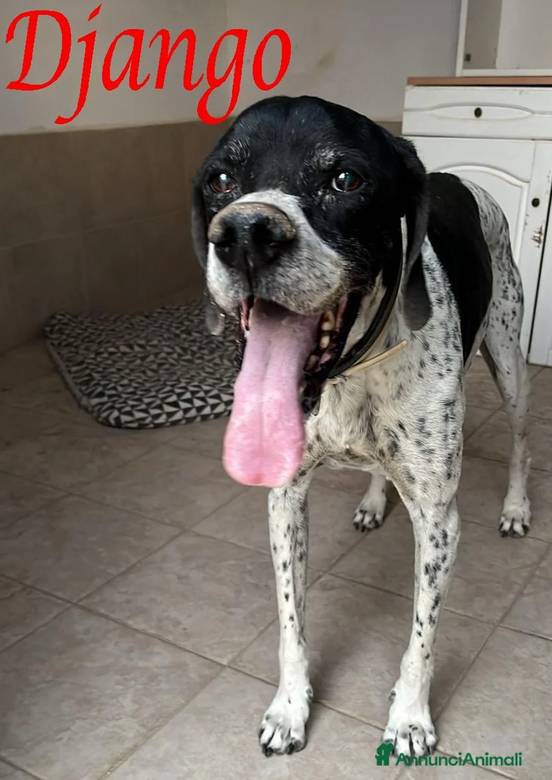 Pointer cani in regalo:  Dolcissimo cane in adozione, DJANGO! - Annuncio 1