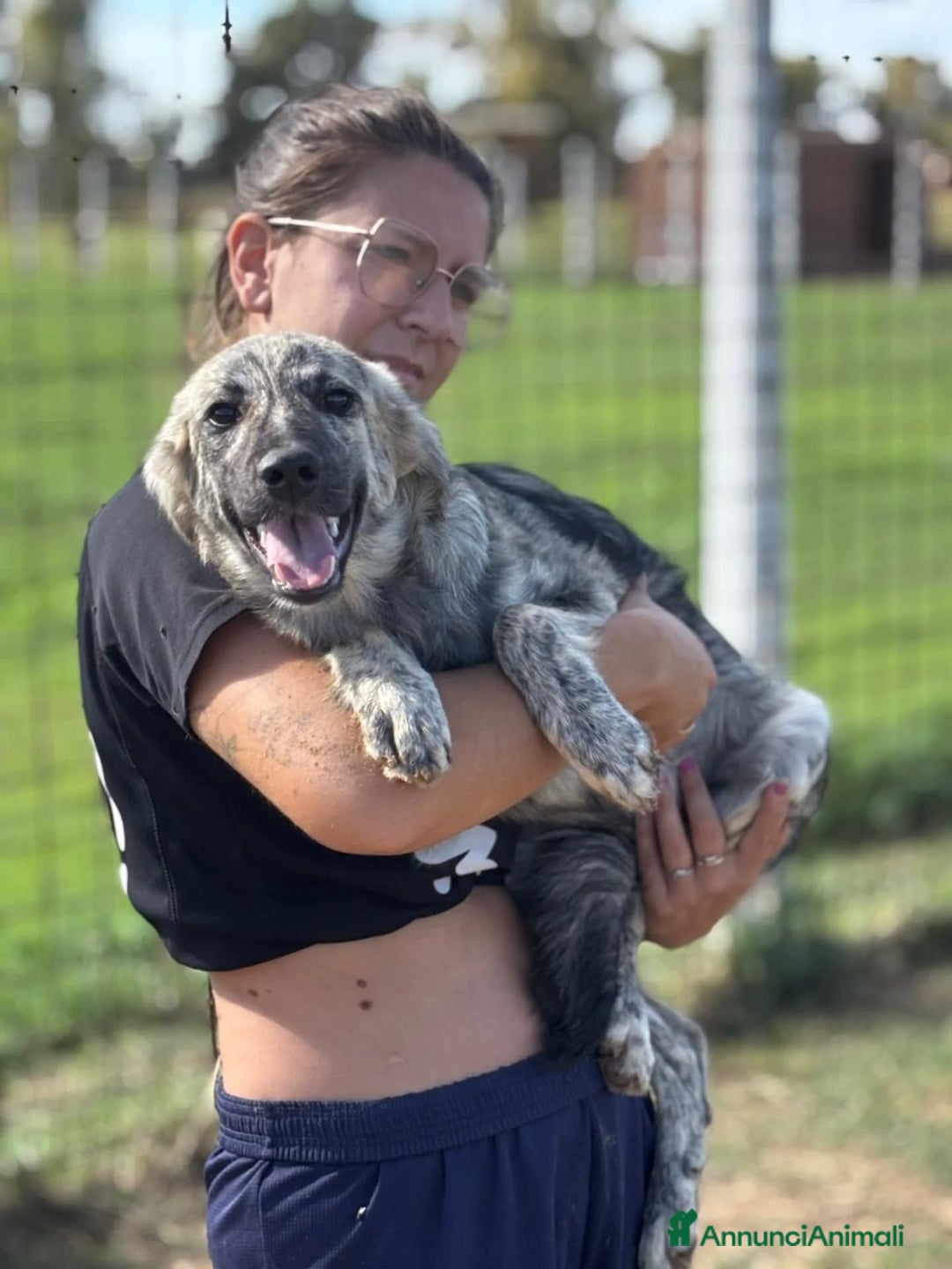 Meticcio cani in regalo: JOY dolce cucciola 7 mesi in adozione  - Annuncio 3