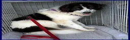 Meticcio cani in regalo: PETRUX meraviglioso patatone tg mediogrande - Annuncio 3
