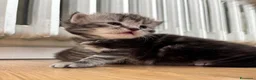 Siberiano gatti in vendita: SIBERIANI GATTINI IPOALLERGENICI - Annuncio 5