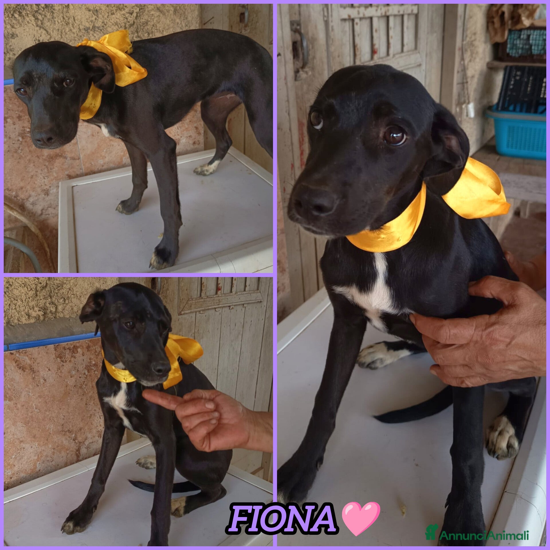Meticcio cani UNA MAMMA PER FIONA - Annuncio 7