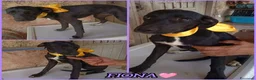 Meticcio cani in regalo: UNA MAMMA PER FIONA a Provincia di Varese - Annuncio 1