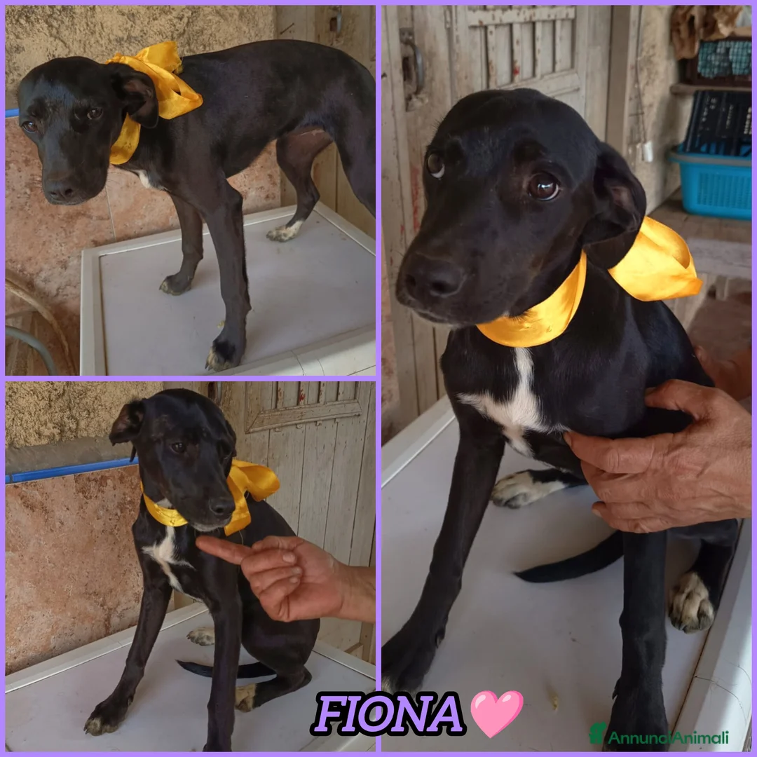 Meticcio cani in regalo: UNA MAMMA PER FIONA a Provincia di Varese - Annuncio 1