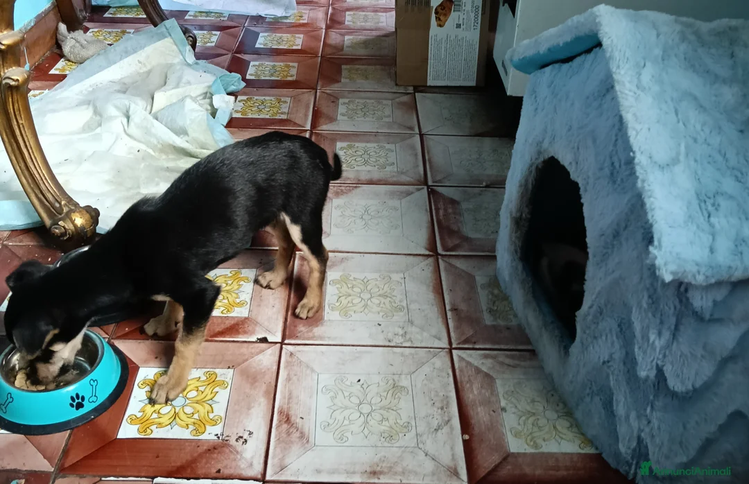 Affenpinscher cani in vendita: disponibile cucciolo Phinscer toy di un kg  - Annuncio 5