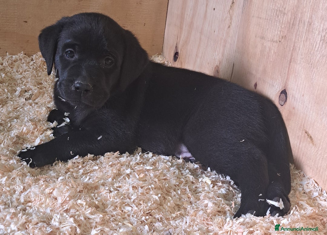 Labrador cani in vendita: Labrador Retriever con Pedigree ENCI - Annuncio 3