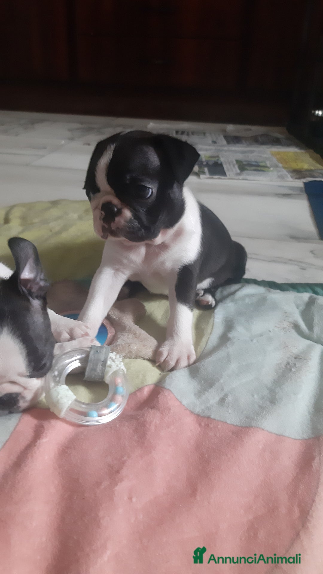 Boston Terrier cani in vendita: Cuccioli di Boston terrier con pedigree  - Annuncio 14