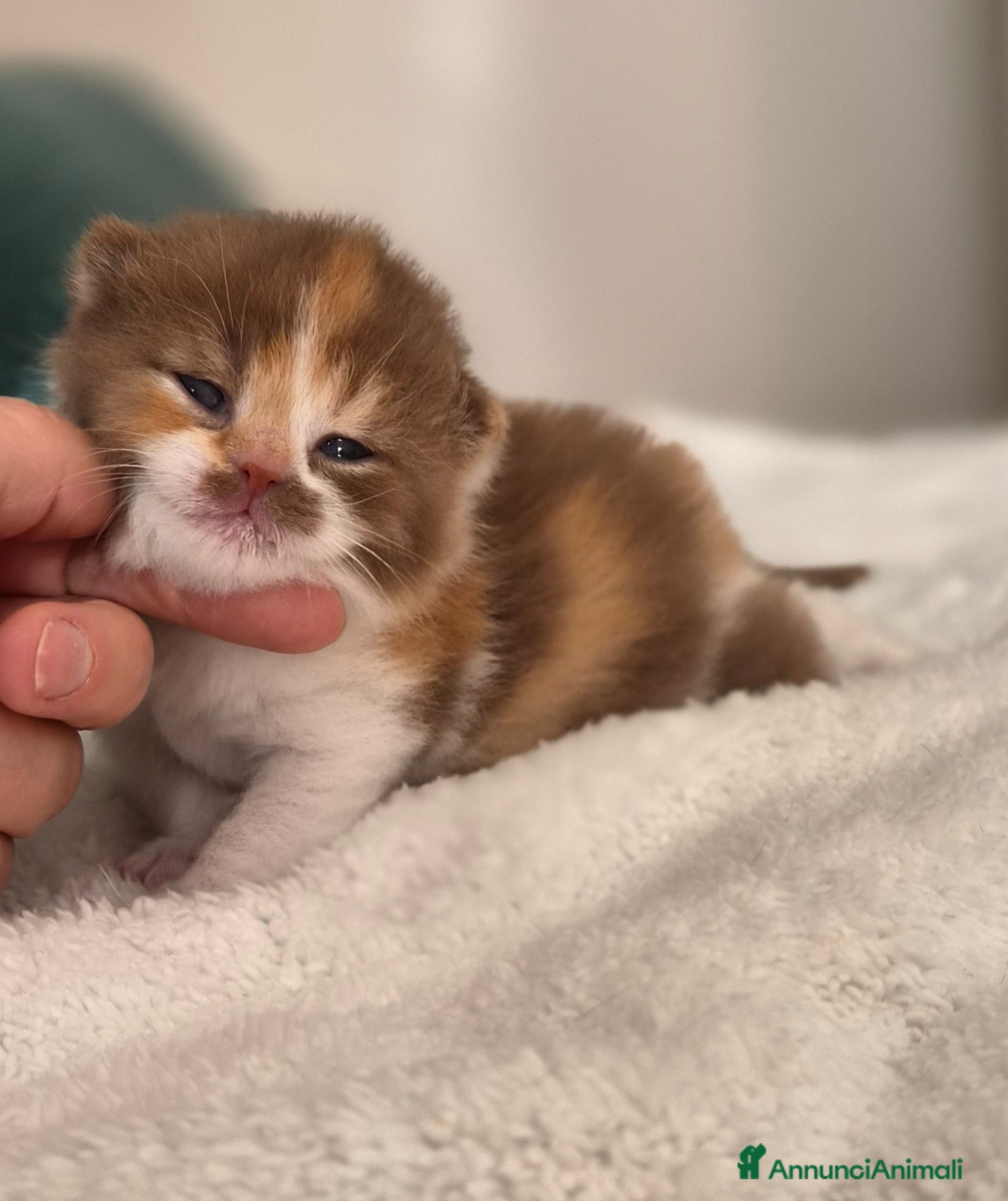 British gatti British shorthair  - Annuncio 1