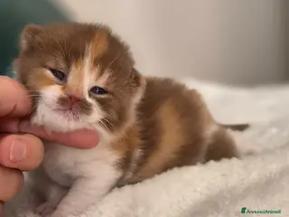 British gatti British shorthair - Annuncio 1