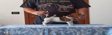 Jack Russell 7