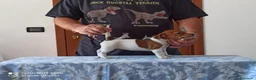 Jack Russell cani in vendita: Cucciolata jack Russell terrier con pedigree  - Annuncio 4