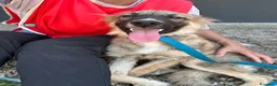 Meticcio cani in regalo: Tony  a Città Metropolitana di Bologna - Annuncio 4