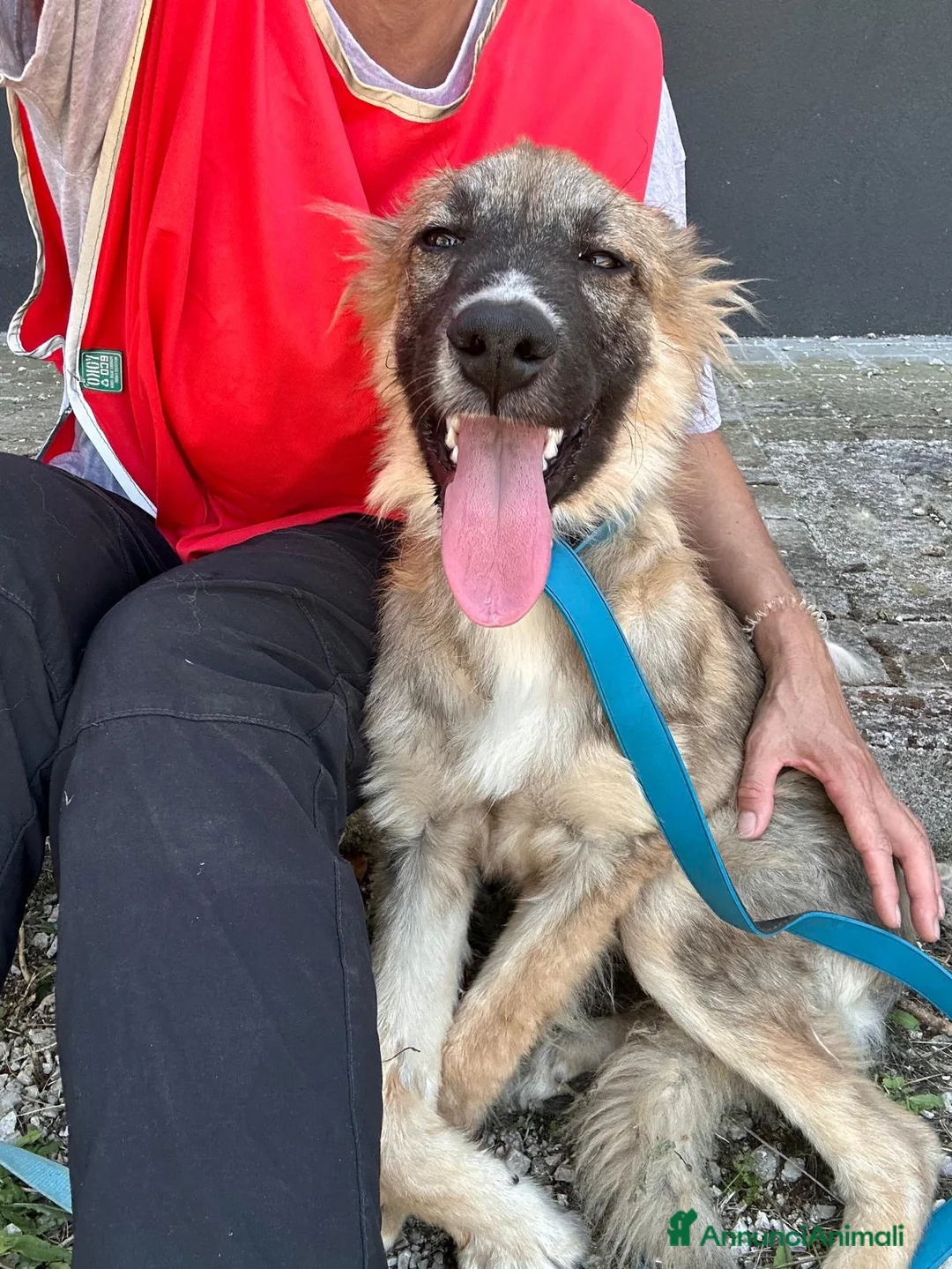 Meticcio cani in regalo: Tony  a Città Metropolitana di Bologna - Annuncio 4