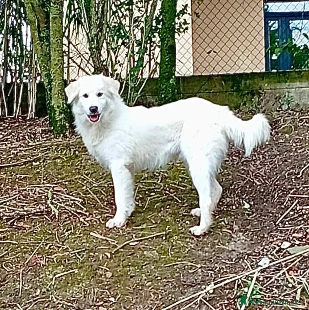 Meticcio cani in regalo: SANTIAGO  giovane ed affettuoso - Annuncio 2
