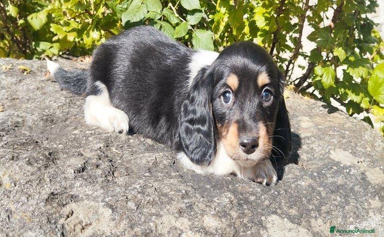 Bassotto cani - Annuncio 5