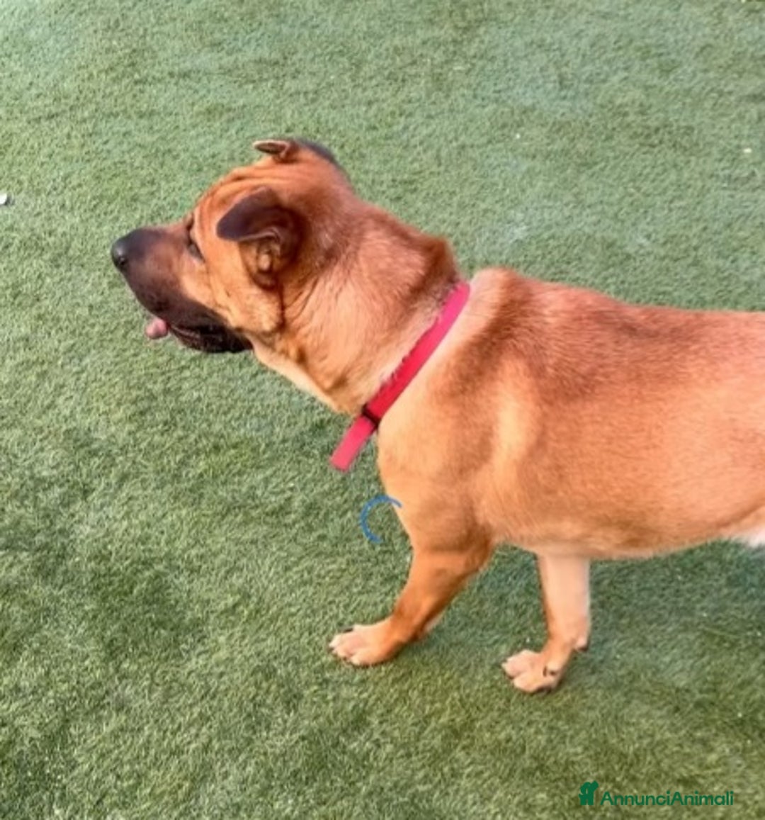 Meticcio cani in regalo: Mix Sharpei 5anni PRESTO IN CANILE!MILANO - Annuncio 5