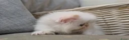 Persiano gatti in vendita:  Gattina Persiana  - Annuncio 3
